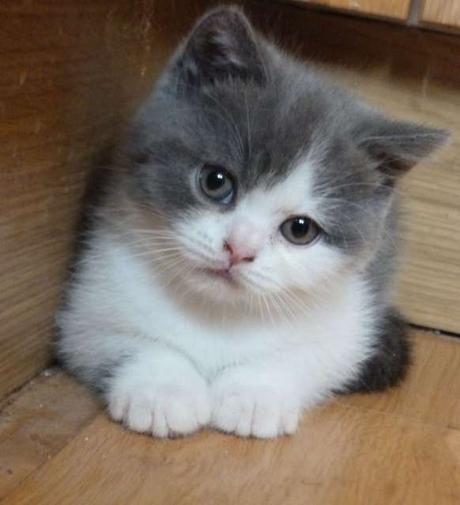 Hkk 362 Brazillian Shorthair Cat Adopt To Adopt For Free 2 Female Brazilian Shorthair Kittens Kittens Cutest Baby Cats Cute Cats