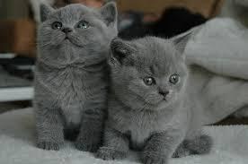 Buy and sell almost anything on gumtree classifieds. British Shorthair Kittens Available Jeddah Sa En Oc2o