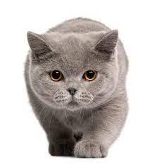 Your shorthair kittens stock images are ready. 44 110 British Shorthair Photos Free Royalty Free Stock Photos From Dreamstime