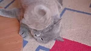 British shorthair kittens are active, but their energy tends to snuggle down as they mature. British Shorthair Cats Stock Footage Royalty Free Stock Videos Pond5