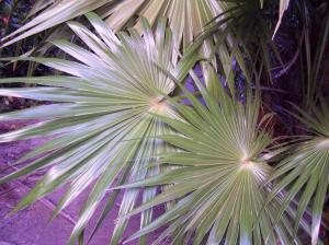 Hissing Breeze Tanka