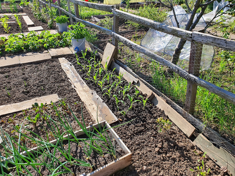 Grand day down at the allotment.