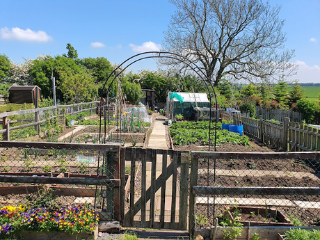 Grand day down at the allotment.