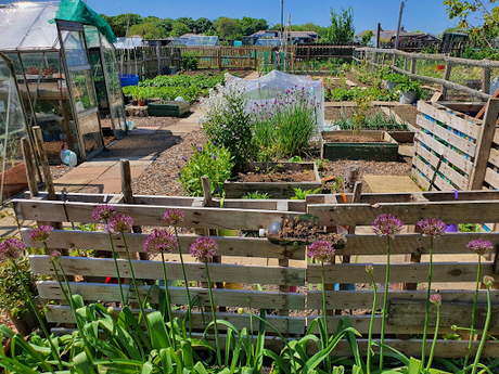 Grand day down at the allotment.