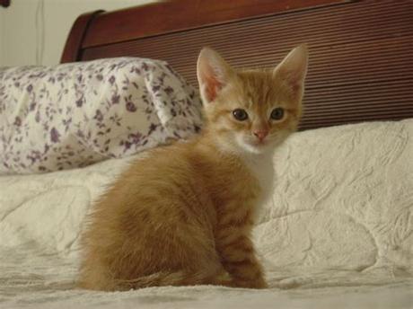 female orange tabby kittens for sale