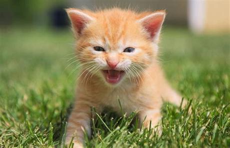 If you're interested in adopting more than one kitten, you simply need one application filled out. Orange tabby kitten HD wallpaper | Wallpaper Flare