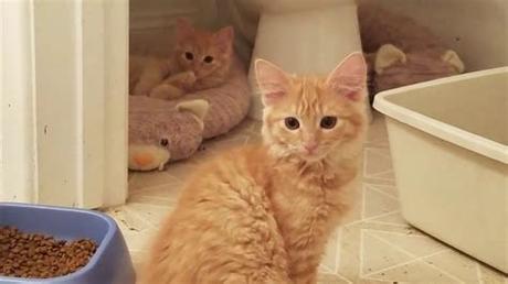 Collection by suzann ellyatt • last updated 11 weeks ago. Orange tabby kittens with mother - Cat rescue - Available ...