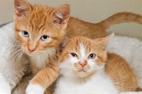 If you're interested in adopting more than one kitten, you simply need one application filled out. Adopt a Cat - SAFE Haven for Cats - orange kitten adoption ...