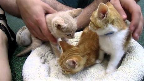 Collection by lathyon cats pets • last updated 4 days ago. 3 Orange Tabby Kittens! Peninsula Humane Foundation ...