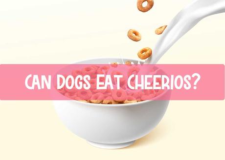 Can Dogs Eat Cheerios? What Type Of Cheerios You Can Give Your Dogs?