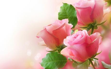 Wallpaper Hd Love Rose Flower Images : Love Rose Flowers - Flower HD  Wallpapers, Images, PIctures ... / We Have 67+ Amazing Background Pictures  Carefully Picked by Our Community. - Paperblog