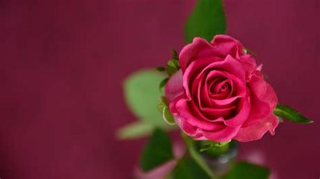 Rose love hd hd with a maximum resolution of 1920x1200 and related rose or love wallpapers. Wallpaper rose, 4k, HD wallpaper, pink, spring, flower ...