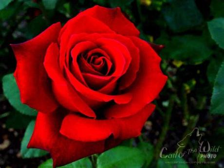 Red rose love images hd download 12 1. Red Rose HD Wallpapers