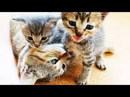 Find lovable cats or baby kittens for sale that you've searched for online at your nearest animal shelter or rescue group for a reasonable adoption fee. Cute Kittens For Sale 10 Each Youtube