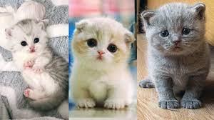 When you are ready, contact the cat breeders, rescues or pet owners of your favorite kittens to learn more and plan your visit. Super Cute Kittens In The World Cute Baby Cats 2 Youtube