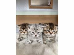 Buy from local sellers or find a home for your cats and kittens today. Cute Kittens For Sale Free June 2021
