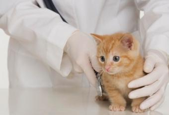 Where To Adopt Kittens For Free Lovetoknow