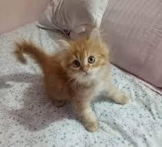 Kittens for adoption cats for sale cats kittens for sale kittens for sale near me kitten for sale live kittens for sale kitten real kittens for sale cats for adoption puppys for sale. Buy Cats And Kittens For Sale Online In Banglore Mumbai Delhi And Chennai