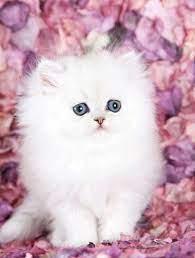 We provide lovely, cute and dewormed kittens all over india with best consultation. Silver Persian Kittens For Sale Cute Baby Animals Teacup Persian Kittens Fluffy Kittens