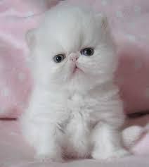 Cfa adorable exotic and persian kittens we have to offer adorable exotic and persians kittens for sale. Cutest Kittens For Sale