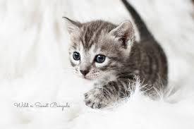 Discover all cats for sale in ireland on donedeal. Bengal Kittens Cats For Sale Near Me Wild Sweet Bengals
