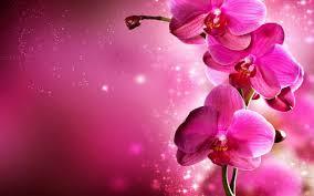 Aesthetic flower wallpapers for free download. Best 56 Orchid Background On Hipwallpaper Orchid Flowers Wallpaper Orchid Wallpaper And Orchid Background