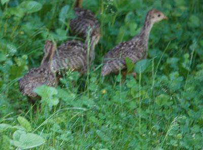 Very Young Turkey Poults
