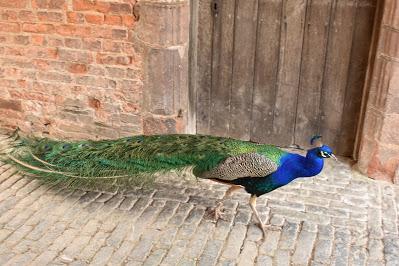 A visit to Powis Castle