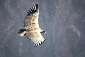 Colca Canyon Condor Haibun