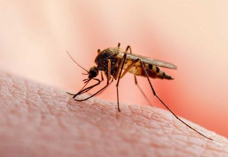 How to get rid of mosquitoes this summer – with these tips you will succeed