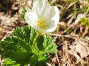 Good News from Ranua: Cloudberry Blossoming Started