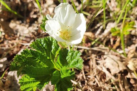 Good news from Ranua: the cloudberry blossoming has started