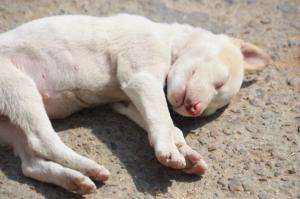 Sleeping Puppy Tanka