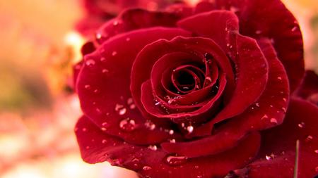 Red Rose HD 1080p - Flowers & Nature Background Wallpapers ...