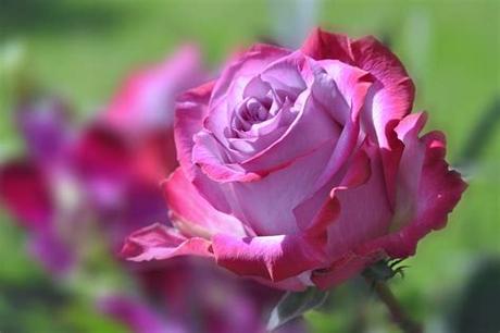 Love rose flower images free download flower images 1 wallpaper. Rose flowers spring nature landscape love emotions for ...