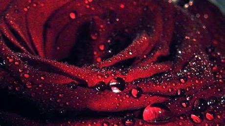 Red love pearls rose desktop wallpaper hd nature flower for dimension. 74 Rose Wallpaper For HD Download