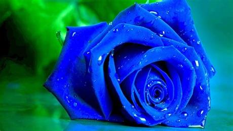 You can download them for free and use them as wallpaper and background images for your smart phones. Wet blue rose on a green background wallpapers and images ...