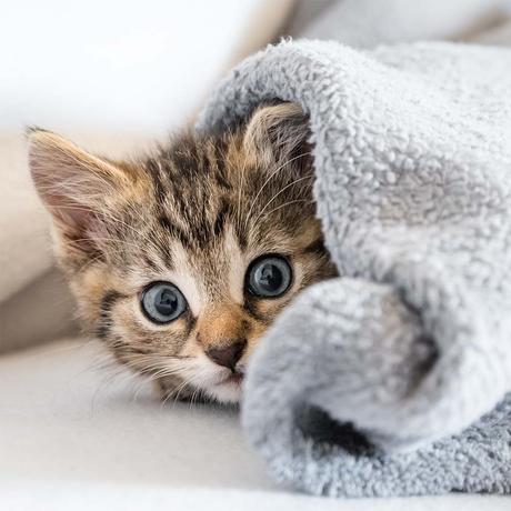 Kitten Adoption Center • Kitten Rescue