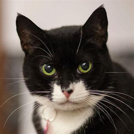 You name it, we've got it! Adoptable Cats and Kittens | NYC | Adoption Center| ASPCA