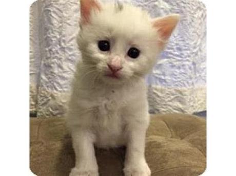 If you haven't found the perfect kitten for sale or. Rescued Kittens and Cats Available For Adoption Near ...