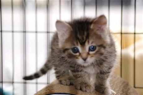 Search by zip code to meet available cats in your area. Kitten Adoption Program | Yorkville Animal Hospital | Your ...