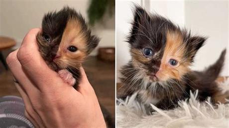 Have you seen the cats in our home to home program that are also looking for their furever homes? Rare Chimera Kitten Up For Adoption At Nashville Rescue ...