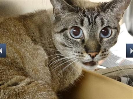 Use the nationwide database of cats looking for good homes below! Cute Kittens and Cats Available for Adoption | Dacula, GA ...