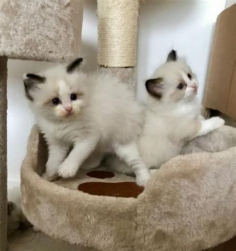 We want happy pets and happy people! Ragdoll Kittens Available FOR SALE ADOPTION from ...