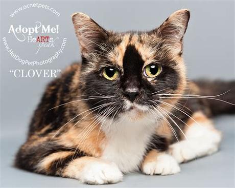 Kc pet project adoption process. Beautiful Shelter Cats Available for Adoption - Hot Dog ...