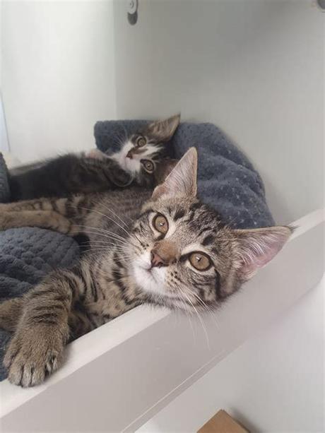 Please note, these cats are from rescues and shelters nationwide and are not available through the aspca. Adopt: Kittens Available For Adoption • SPCA New Zealand