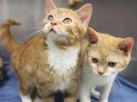 Have you seen the cats in our home to home program that are also looking for their furever homes? Adorable orange tabby kittens available for adoption at ...