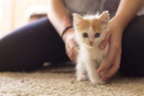 Kittens and cats in nearby cities Your daily dose of cute: Kittens up for adoption now in ...