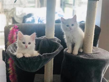 For information on how to make an adoption appointment, click on the how to adopt page. Adopt: Kittens Available For Adoption • SPCA New Zealand