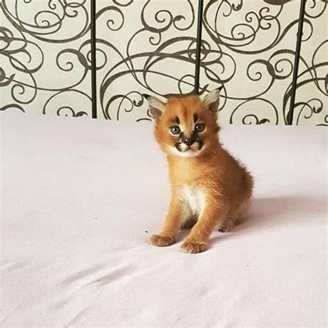 If you would like to meet any of the cats currently available for adoption, please contact the shelter to make an appointment: Savannah and caracal kittens and Serval available FOR SALE ...